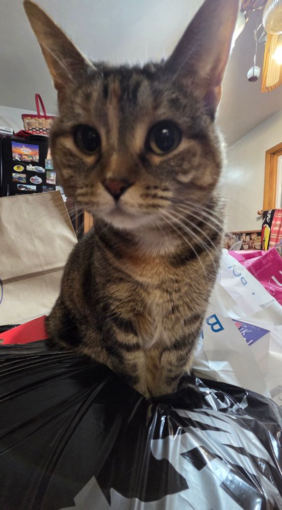 Luka, a petite brown tabby girl with a white chin and whiskers, sits near to the camera in the center of a pile of assorted shopping bags spread on the kitchen table. She knew we had been Christmas shopping and was disappointed there were no bags from Katzenbarkers or Petco. The camera angle makes her ears appear very tall. Her eyes are round and wide. She doesn't know about how we finished gift shopping for her and her brother before anyone else in the family!