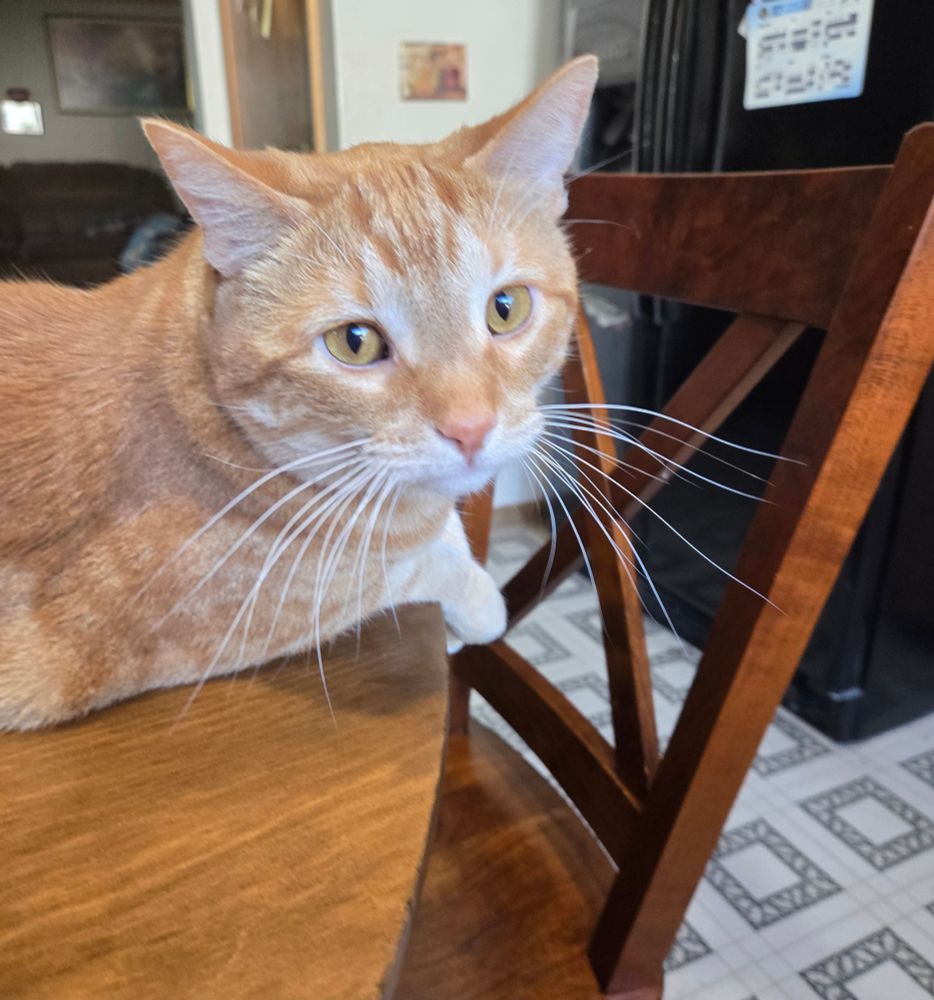 Niko, a stunningly handsome orange tabby boy with a white chin, lays on a dining table with a dining chair visible. His gold eyes are wide and his ears are relaxed. His long white whiskers add an air of sophistication to his pose.  