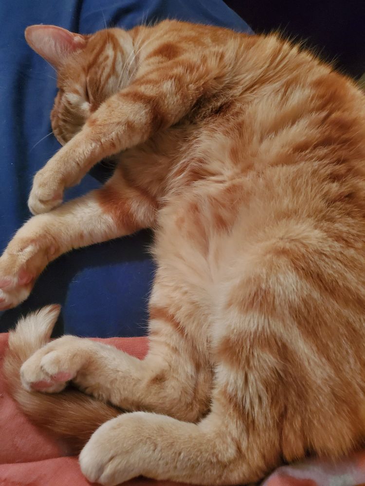 Niko, a handsome orange tabby boy with a white chin and whiskers, is photographed from above as he lays on navy blue bedsheet. His eyes are closed and one front paw is draped over his face. His other 3 paws are to the side, some pink toe beans showing. His fur is kind of wild today, he looks like a kitty who has been sleeping hard!