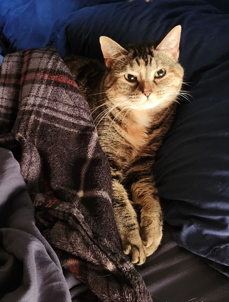 Luka, a petite brown tabby girl with a white chin and whiskers, is shown lying in bed with her head on a blue pillow. Her front legs are relaxed and the back part of her body is covered with a gray plaid blanket with stripes of burgundy. Her ears are tall but her eyes are slightly narrowed as she protests being asked to wake up so the bed could be made. 