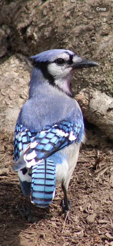 A colorful blue jay 