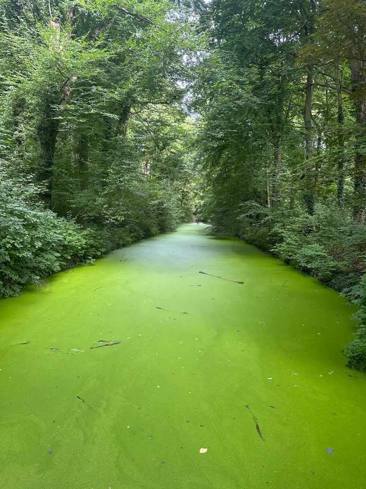 Tree-lined river covered in dense algae 