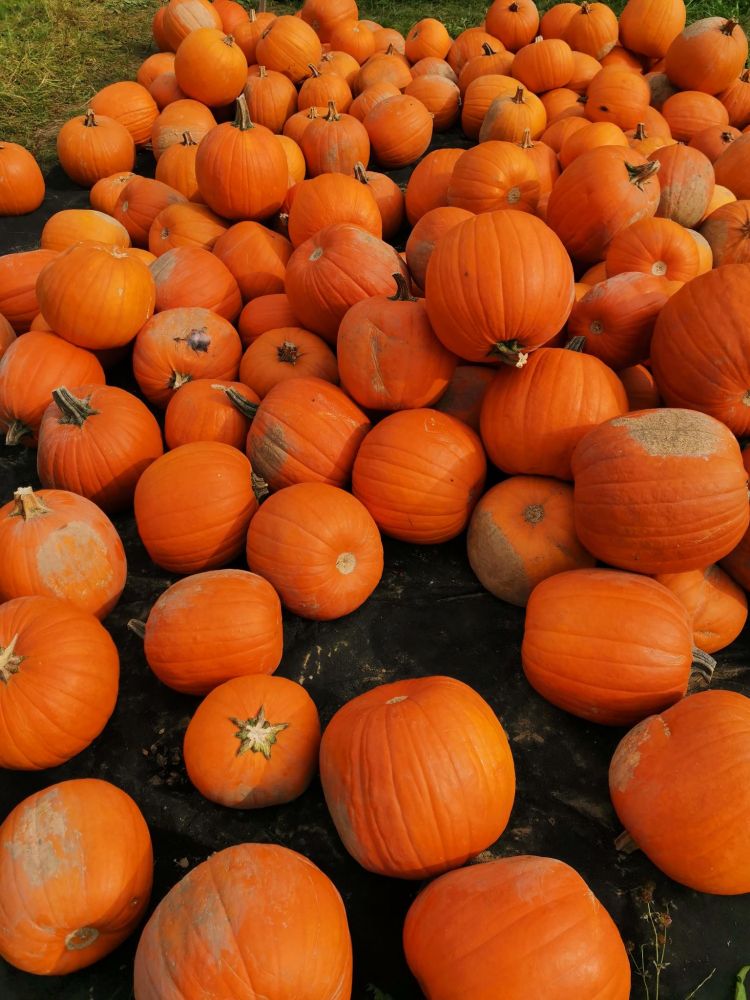 Viele orangefarbene Kürbisse unterschiedlicher Größe liegen auf dunklem Boden verteilt.