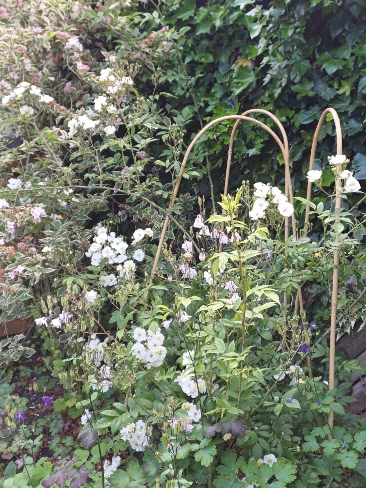 Lots of green foliage and flowers, with clusters of white rose flowers- Rambling Rector variety