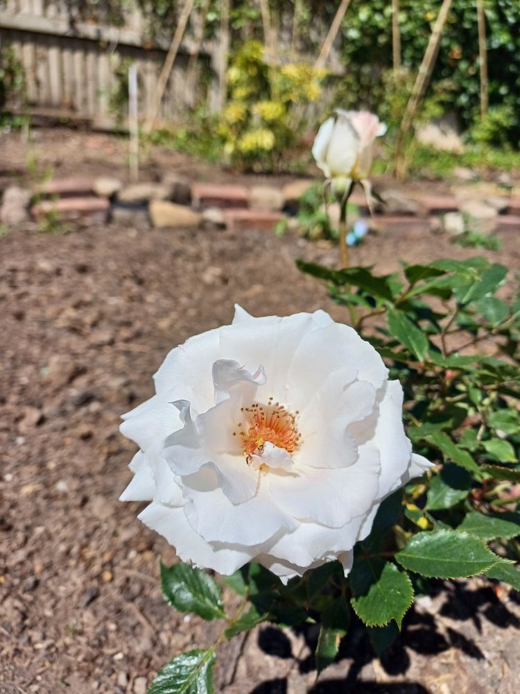 Open white rose flower