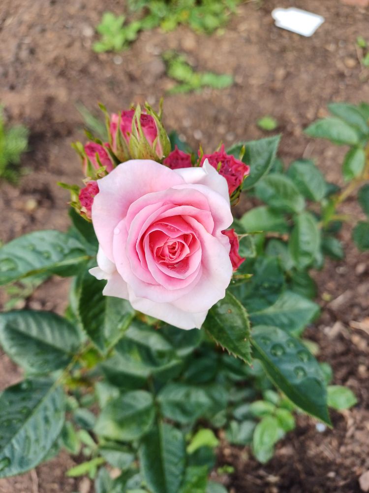 Pink rose just opening with other buds behind