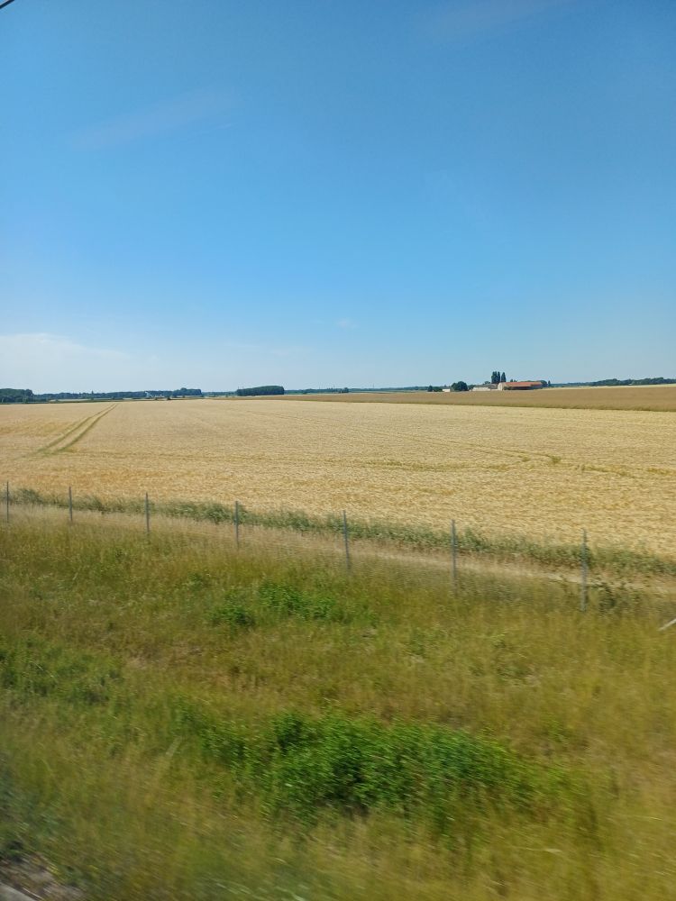 Northern French cornfield