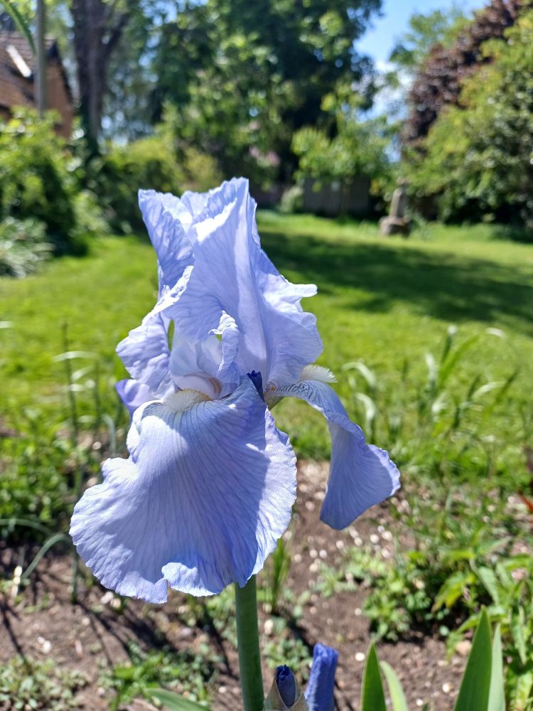 Pale blue bearded iris flower with a leafy green garden background 