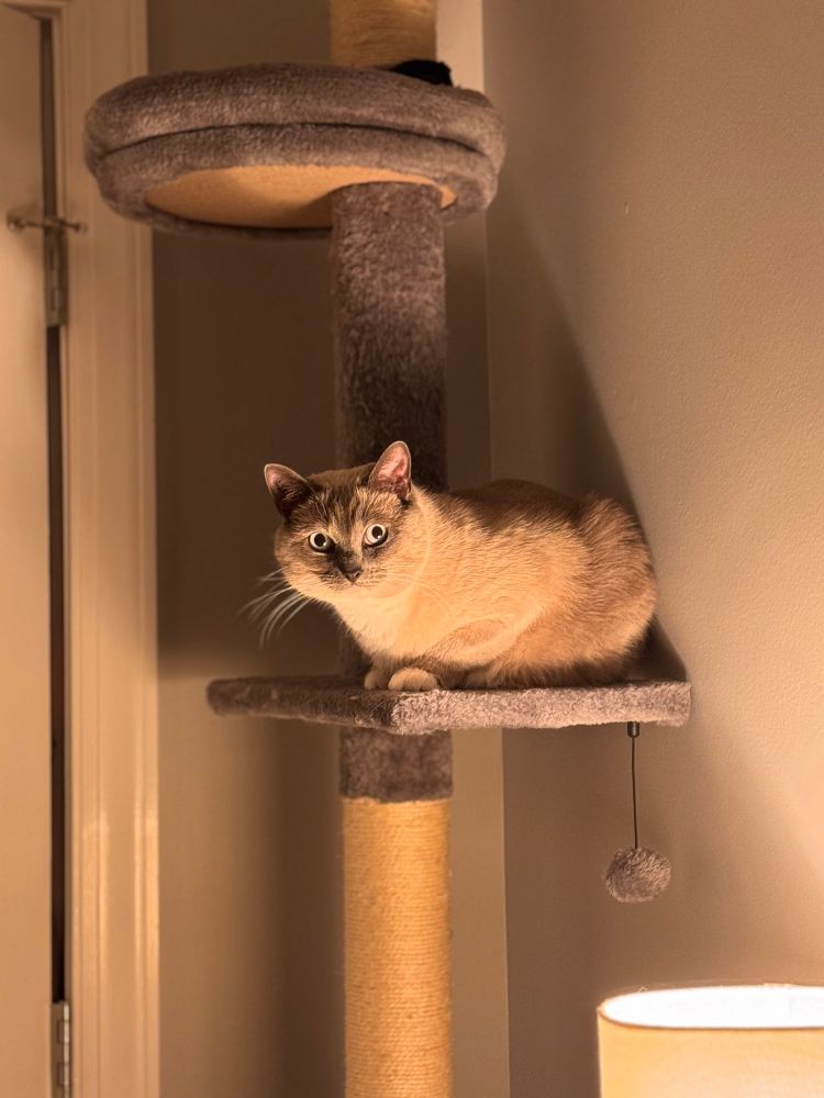 Athena, a 3 year old cat, perching on her cat tree. Lit dramatically from below by lamp. 