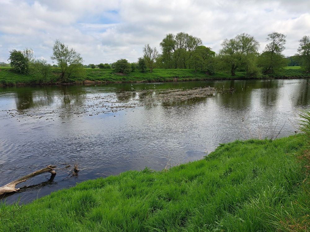A wide, flat river with some stones and birds in its centre. On the far side are fields and trees.
