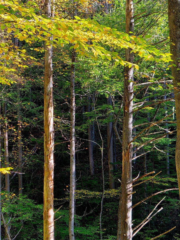 The trail to Looking Glass Rock in Pisgah National Forest. Tall trees in a patch of sunlight. Leaves changing from green to bright yellow.
