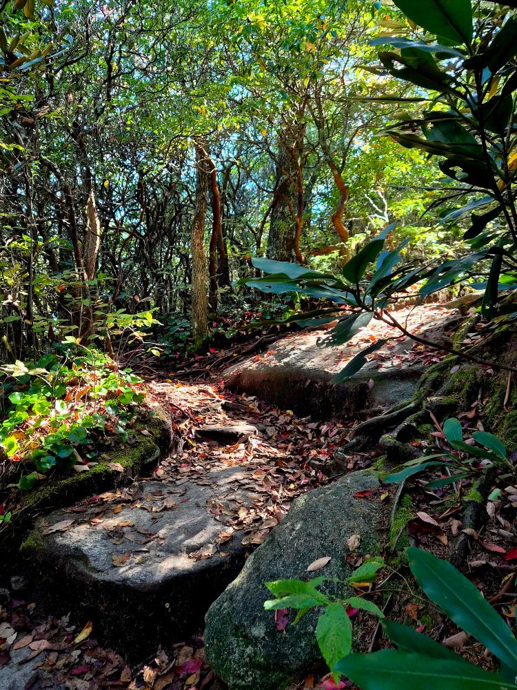Morning sun highlights the forest and rock formations.