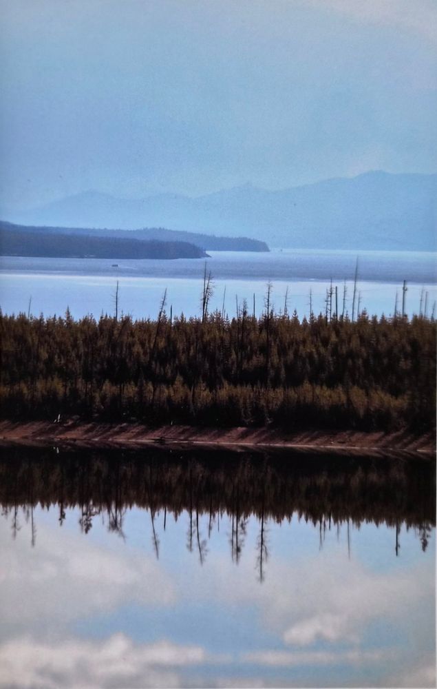 The trees and clouds reflect off Yellowstone Lake in the foreground. Mountains in shadows beyond the opposite shoreline.