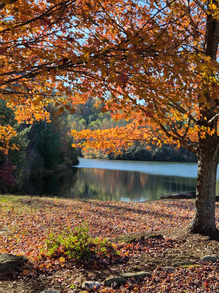 At the intersection of two maple trees, a view of the lake and forest behind.