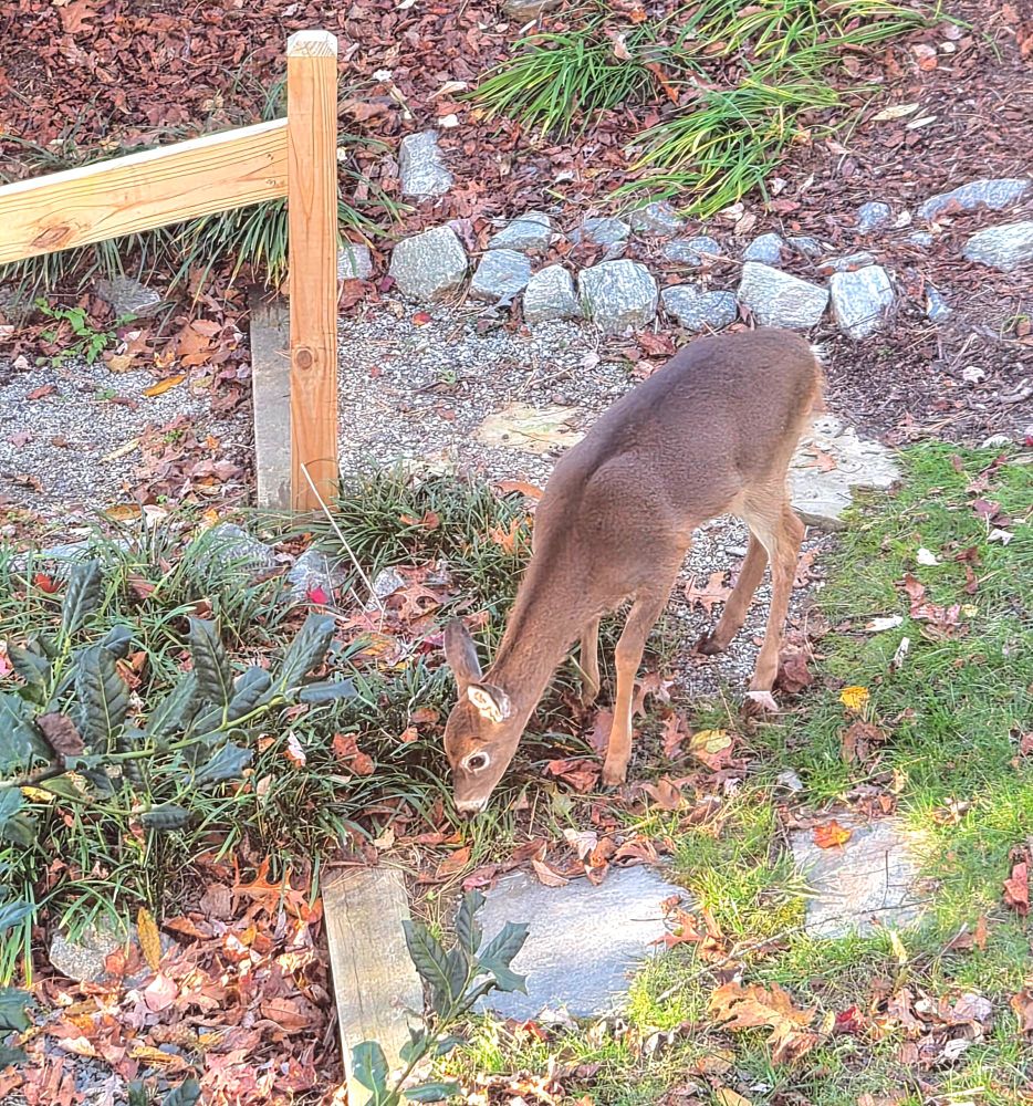 Fawn eating plants.