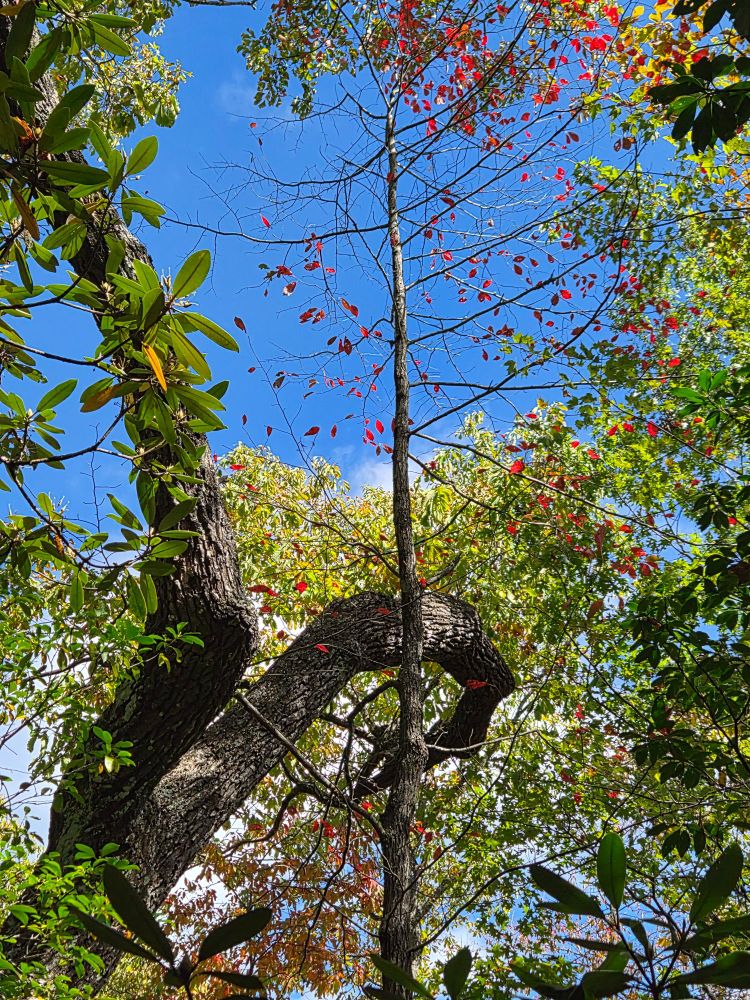 A recent hike to Looking Glass Rock in Pisgah National Forest. Varying leaf colors indicate different stages of change; for one tree, most of its bright red leaves have already fallen.