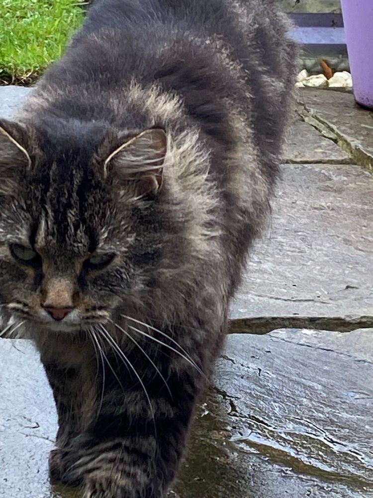 Loki, a grey/black long haired tabby, is walking across a wet patio towards the camera after a loooong confinement in the house 