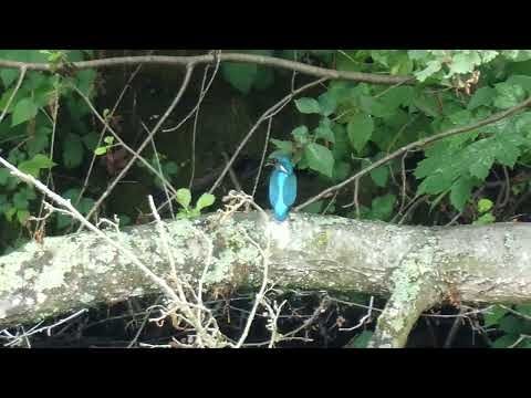 IJSVOGEL FILMPJE