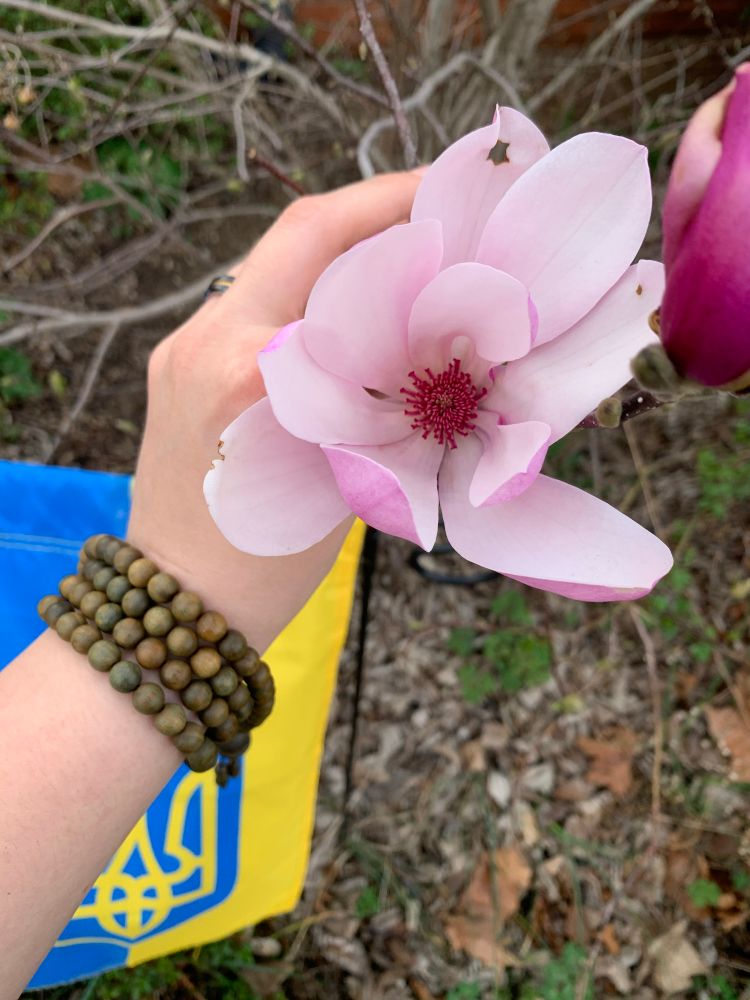 Picture of a hand with japa mala beads on the wrist holding a blooming magnolia that shows the inner stamenry structure. In the background, a ukrainian garden flag waves. Further in the background, ground roses begin to green.