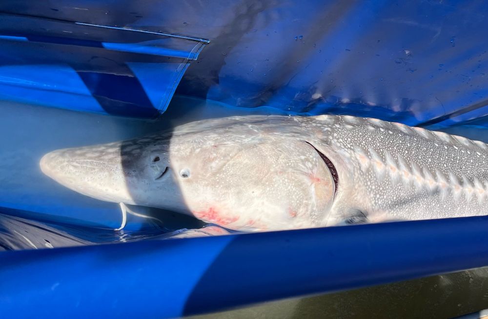 A ~7 foot White sturgeon with a very long snout in a cradle for measuring and tag scanning