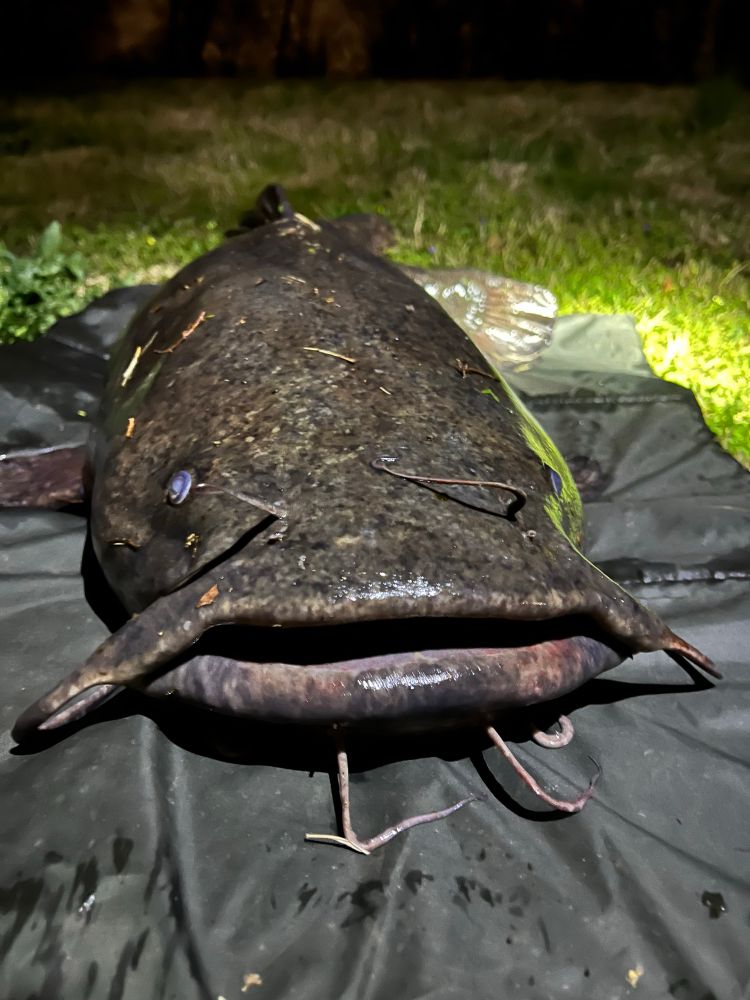 Head on view of the Flathead on a fish mat