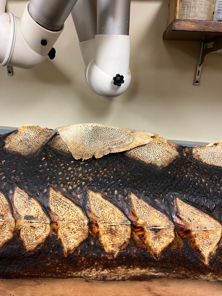 Picture of the the large scute of a different Atlantic Sturgeon placed on top of the back of the preserved sturgeon