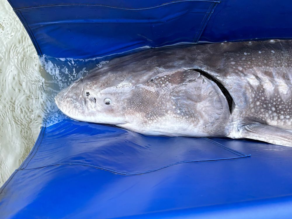 A ~7 foot white sturgeon with a very short snout in a cradle for measuring and tag scanning