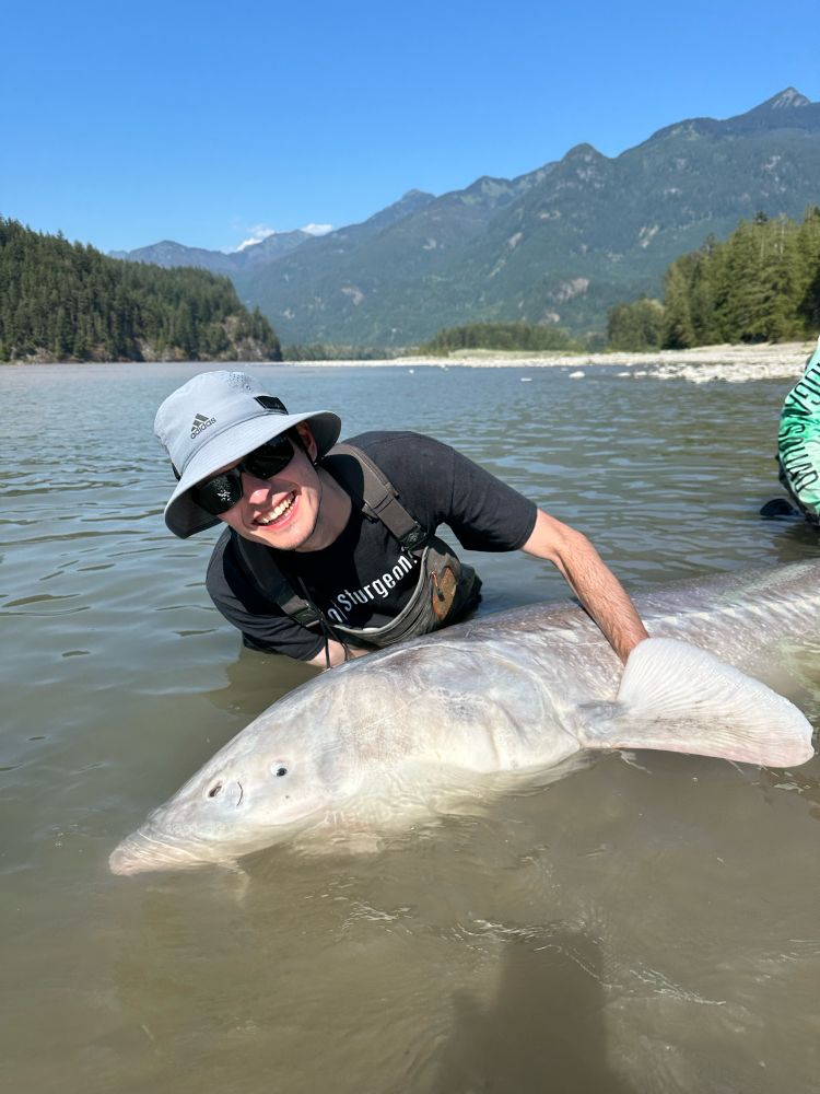 Man holding a large white sturgeon in the water