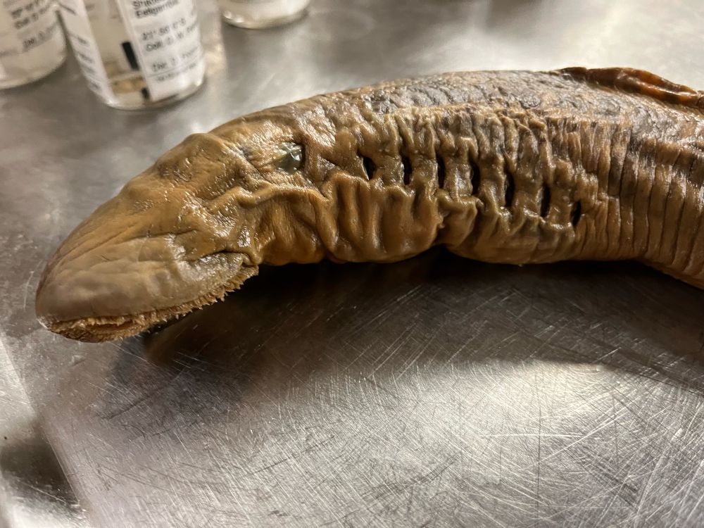 A dead lamprey on a lab table