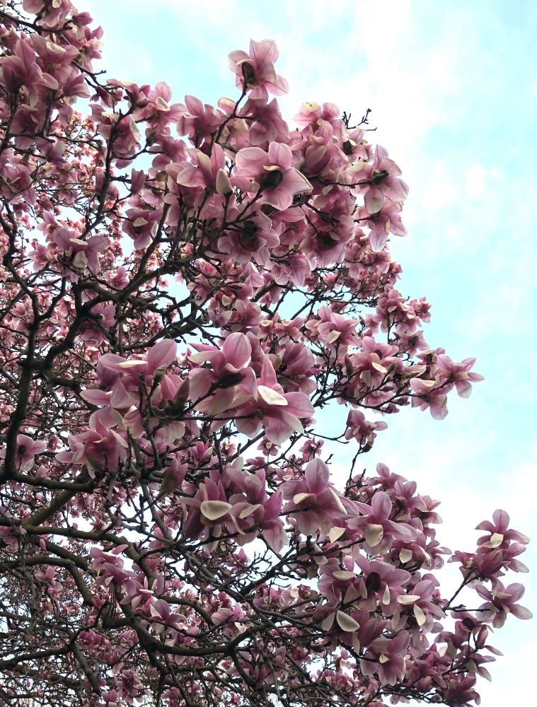 Pink magnolia blossoms, leaning up and to the right.