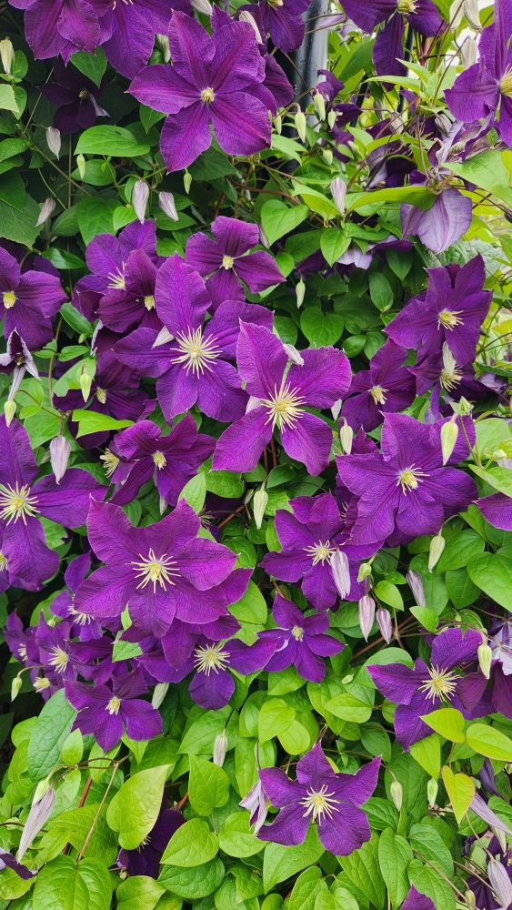Purple Clematis flowers growing up a lamp