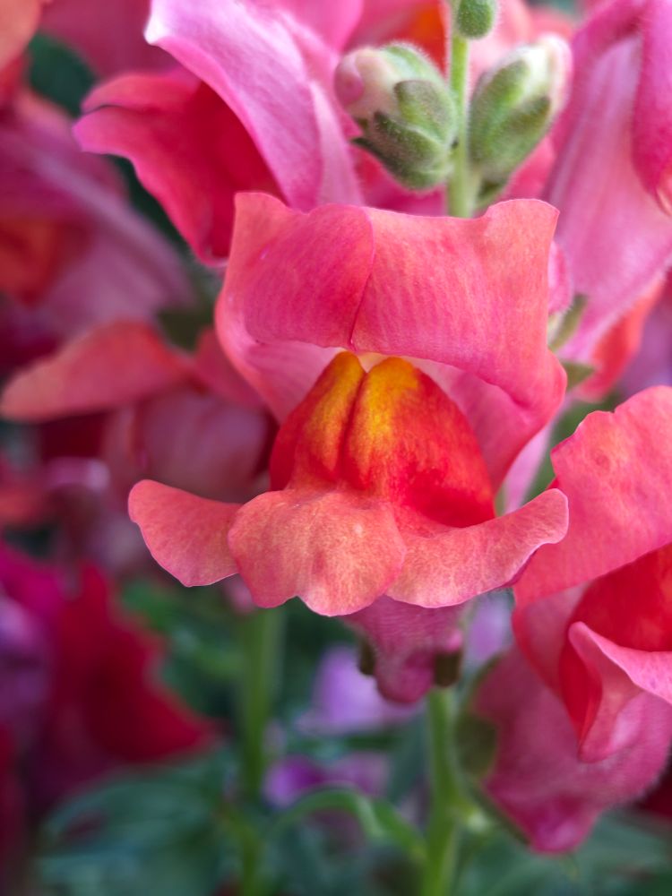 Pink snapdragon flower in bloom