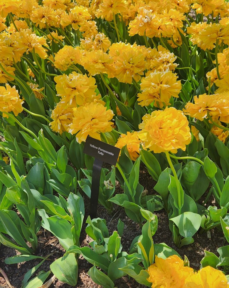 Yellow tulips at the Cincinnati Zoo & Botanical Garden 