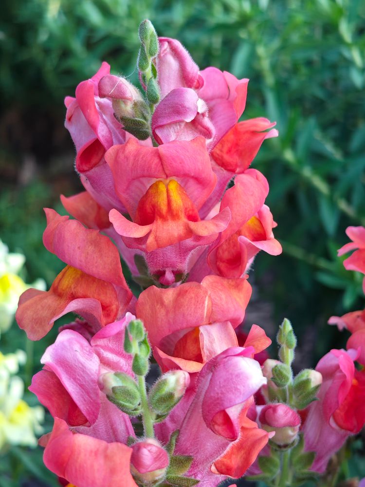 Pink snapdragon flowers in bloom