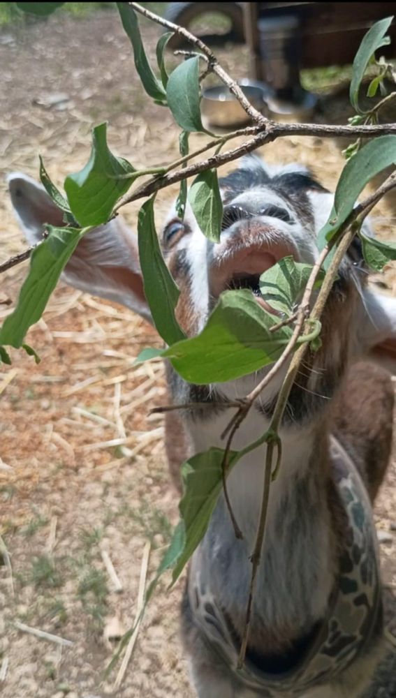 A white brown and black spotted pygmy goat with its mouth open mid bite of green leaves from a tree branch. 