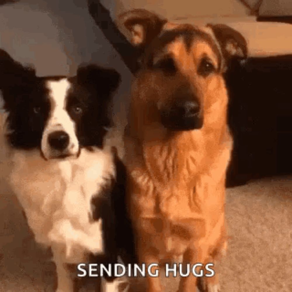 a border collie and a german shepherd are sitting next to each other on the floor .