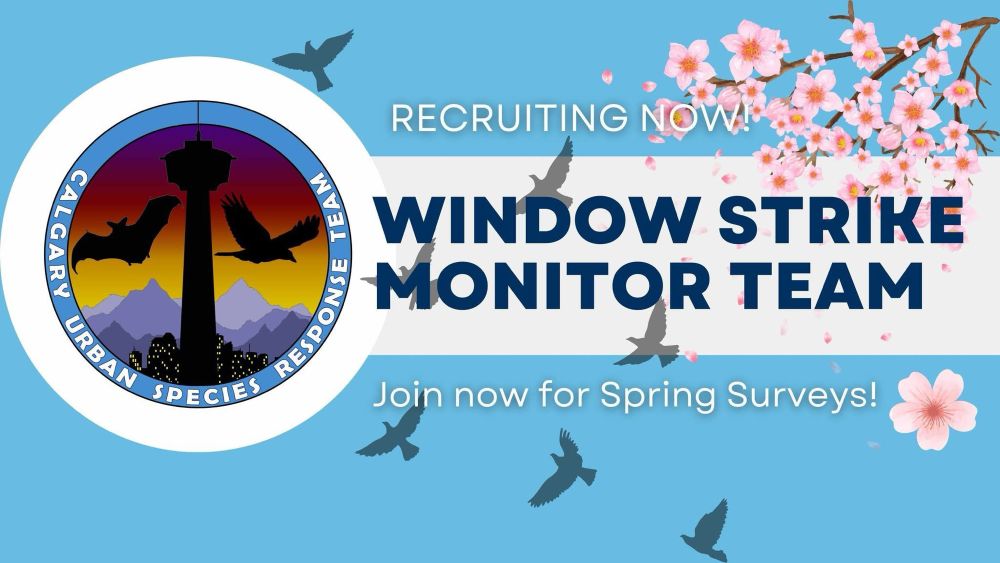 CALGARY URBAN SPECIES RESPONSE TEAM (logo with Calgary Tower, the city, mountains, a bird and a bat)

RECRUITING NOW!
WINDOW STRIKE
RESPONSE
MONITOR TEAM
Join now for Spring Surveys!