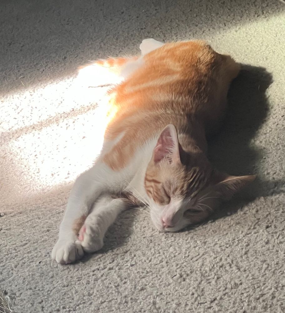 Cutest fuckin kitten dead ass asleep on ugly grey cheap carpet but the golden sun shines through a nearby window warming his crotch. 