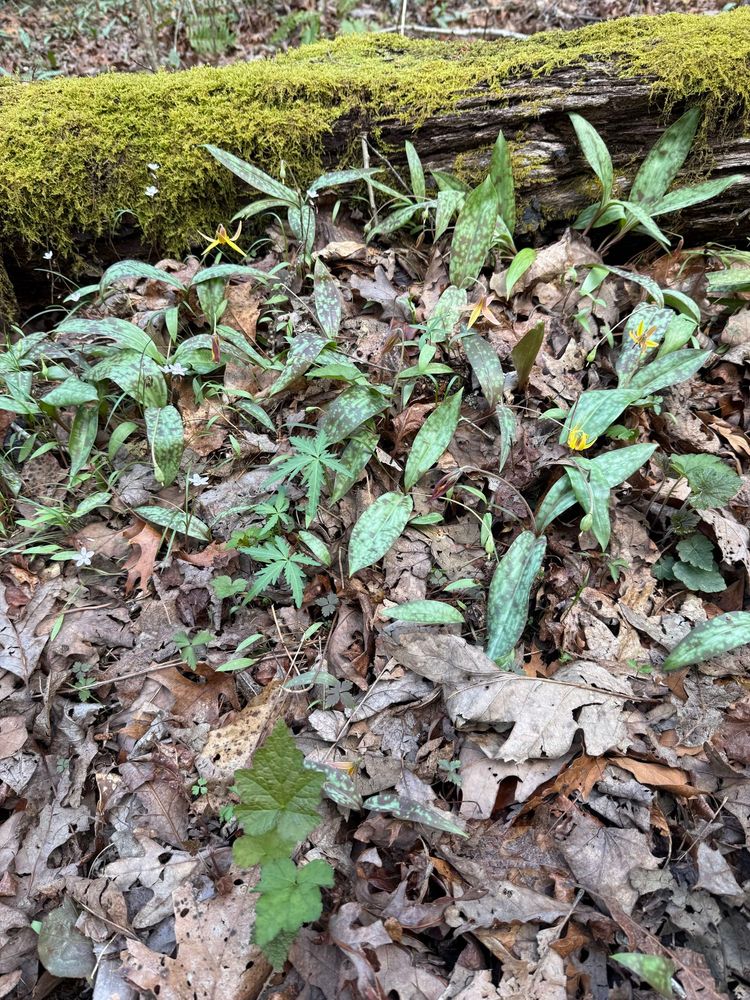 Trout lilies bring spring hope. 