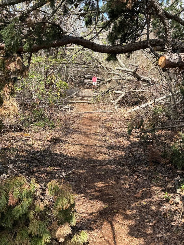 Prob 20-40 trees to hop over. 