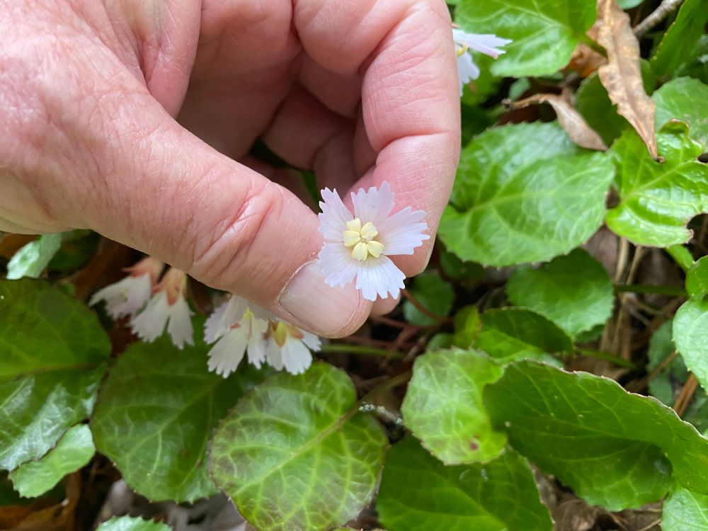 Shortia flower!