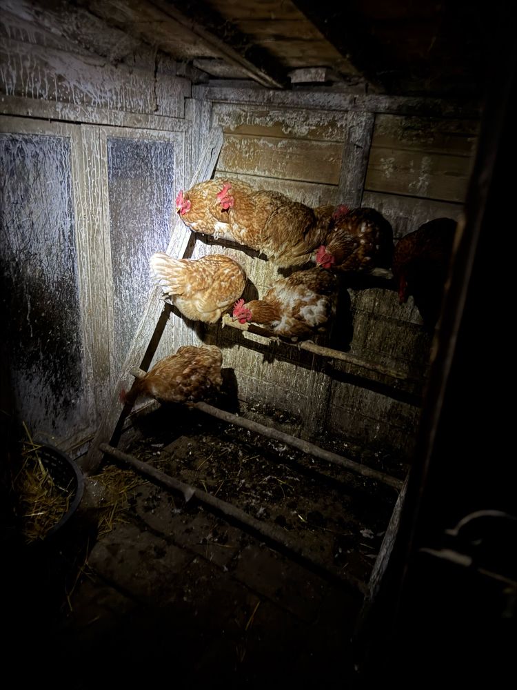 Le galline del mio babbo, pronte per la notte