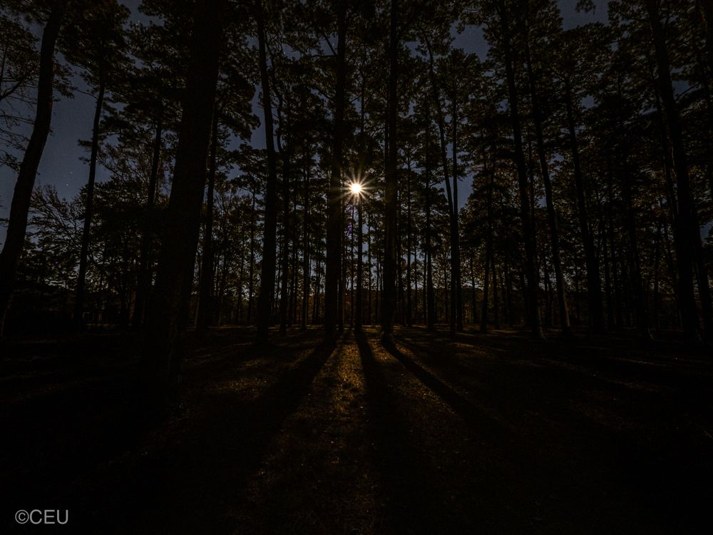 Moonlight filters through a dark pine forest, casting long shadows across the forest floor. The cold moon glow highlights the trunks, branches and fallen needles. 