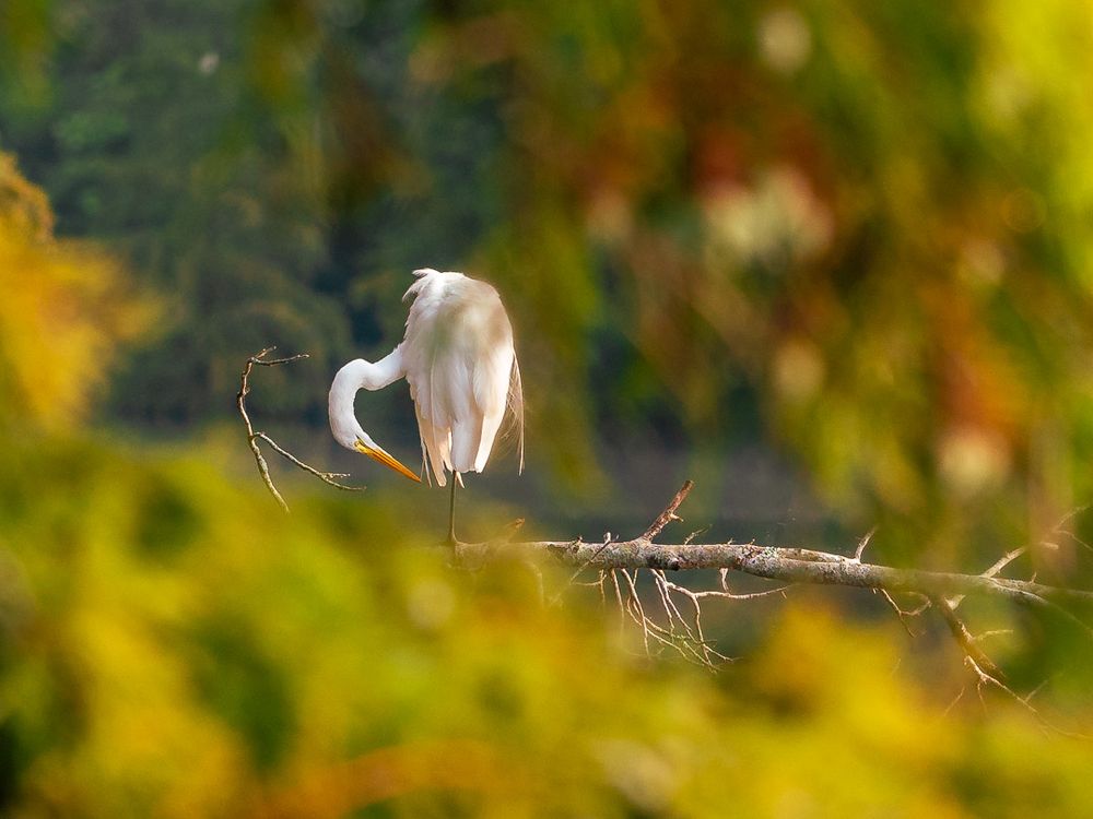 A great egret stands on a bare branch extending over the water, its head curved gracefully downward as it preens its feathers. The bird is framed by soft, out-of-focus greenery and golden foliage