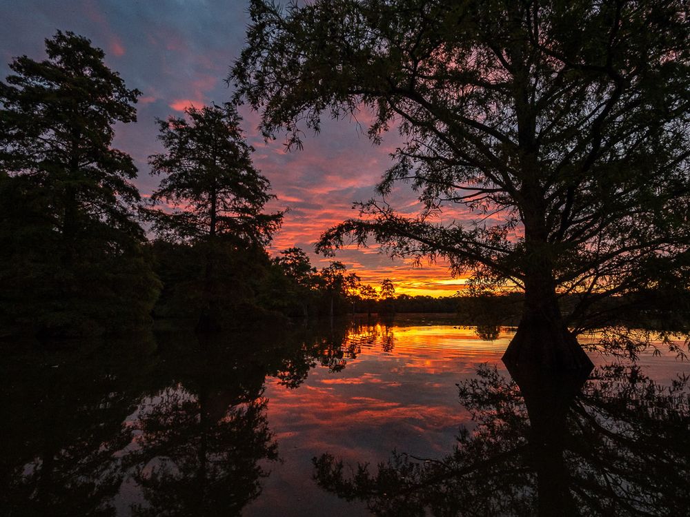 Bald cypress trees stretch out in front of a horizon ablaze with orange and pink light from sunrise. The trees grow from water that reflects the vibrant color. An ibis perches in a tree in middle-distance, its silhouetted form just visible against dark blue of the sky.