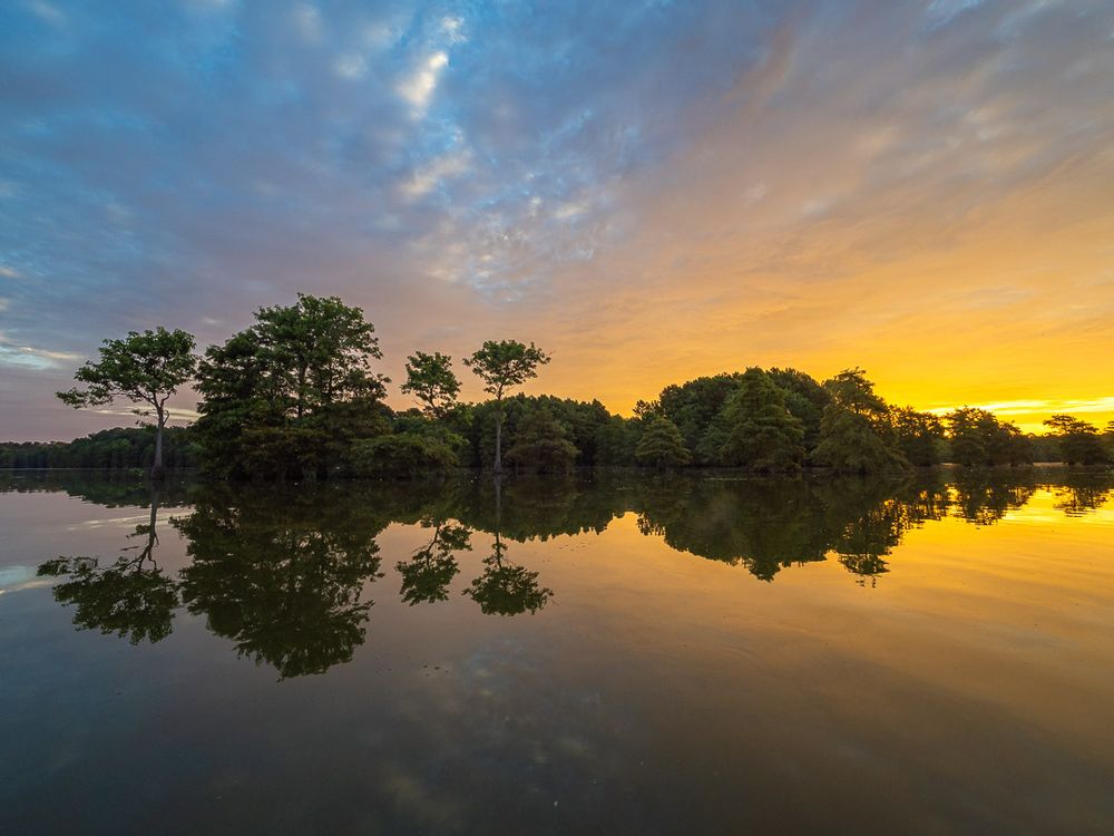 A group of green trees from a continuous shape and appear to float on the surface of a calm lake. The rising sun colors the right side of the composition with bright gold as the other side is lit with light blue and purple. The trees are share and visible. The water reflects everything in almost undisturbed perfection. 