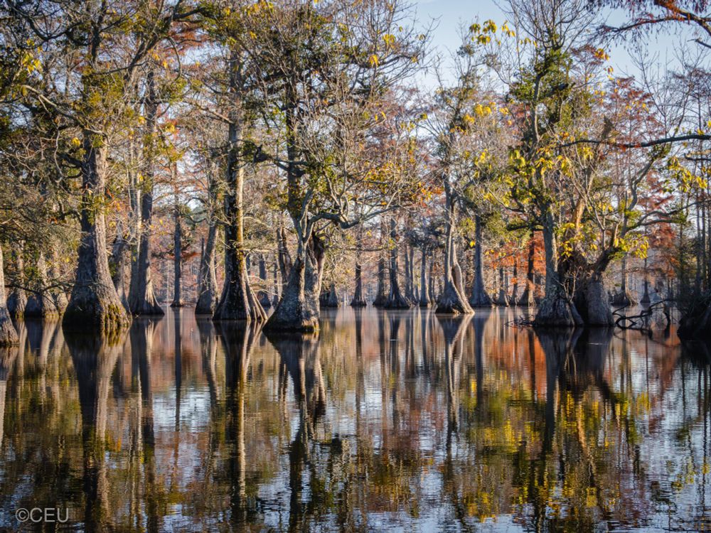 Scattered cypress and gum trees stand in still, shallow water. The tree trunks stretch into the distance on a floor of reflection. Autumn leaves in gold, orange, and rust catch the sunlight, creating a mosaic of color across the swamp.