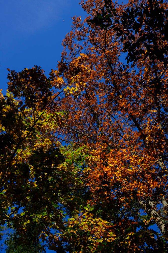 Autumn trees in front of a blue sky