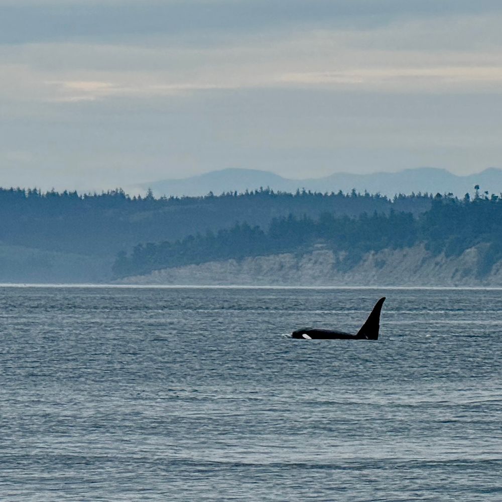 Orca whale in Washington, USA
