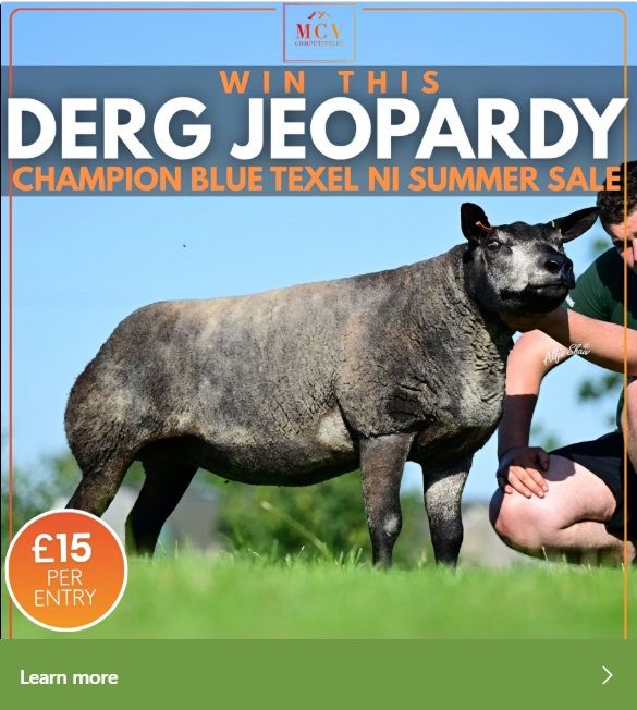 screenshot of an instagram advertisement showing a very beefy sheep